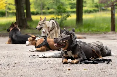 happyPies.pl Tomasz Kociołek
